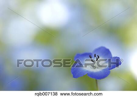 Stock Photo - Nemophila. Fotosearch