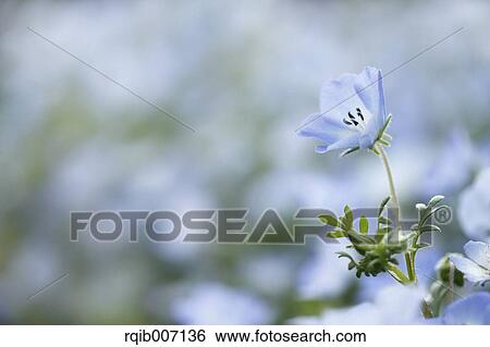 Stock Photograph - Nemophila. Fotosearch