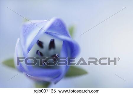 Nemophila View Large Photo Image Stock Photography - Nemophila. Fotosearch