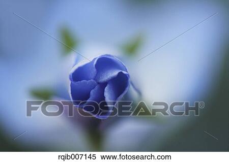 Nemophila View Large Photo Image Stock Photography - Nemophila. Fotosearch