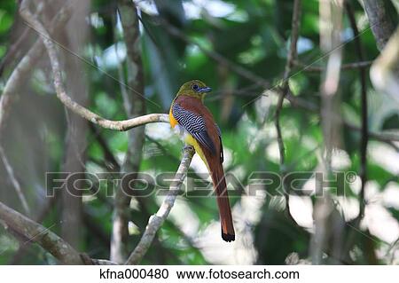 Orange-Breasted Trogon View Large Photo Image Stock Image - Orange-Breasted Trogon. Fotosearch