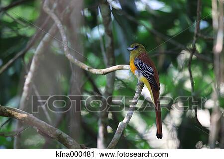 Stock Image - Orange-Breasted Trogon. Fotosearch
