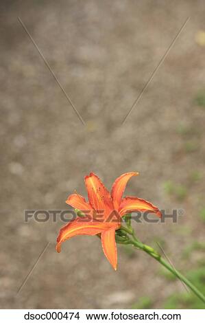 Orange Daylily View Large Photo Image Picture - Orange Daylily. Fotosearch