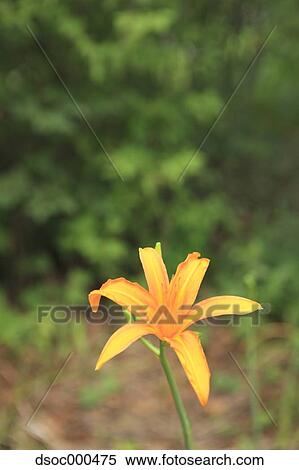 Orange Daylily View Large Photo Image Stock Photography - Orange Daylily. Fotosearch