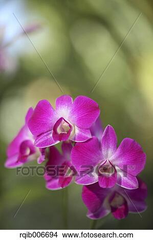 Orchid View Large Photo Image Picture - Orchid. Fotosearch