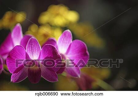 Orchid View Large Photo Image Stock Image - Orchid. Fotosearch