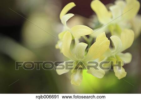 Orchid View Large Photo Image Stock Image - Orchid. Fotosearch