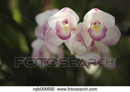 Orchid View Large Photo Image Stock Image - Orchid. Fotosearch