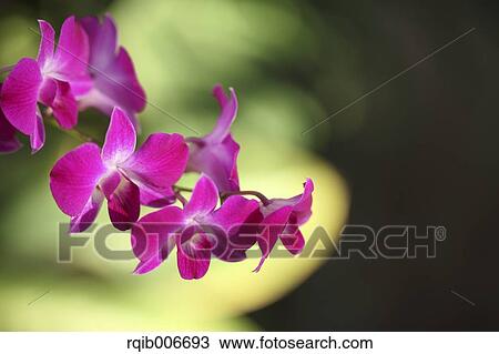 Stock Image - Orchid. Fotosearch