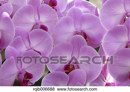 Stock Photo - Orchid. Fotosearch