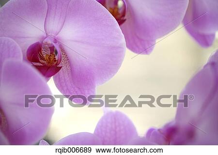 Orchid View Large Photo Image Stock Photo - Orchid. Fotosearch
