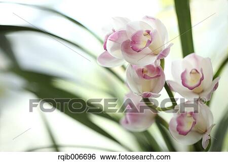 Stock Photograph - Orchid. Fotosearch