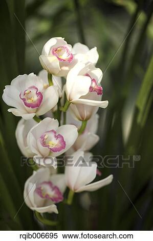 Orchid View Large Photo Image Stock Photography - Orchid. Fotosearch