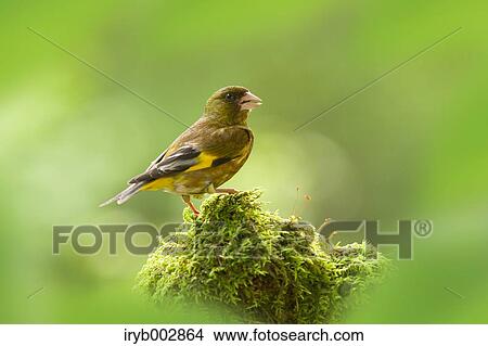 Oriental Greenfinch View Large Photo Image Picture - Oriental Greenfinch. Fotosearch
