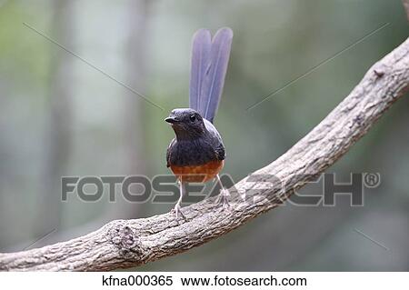 Oriental Magpie-Robin View Large Photo Image Stock Photography - Oriental Magpie-Robin. Fotosearch