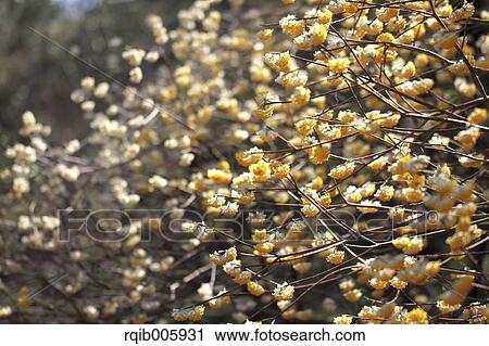 Stock Image - Oriental Paperbush. Fotosearch