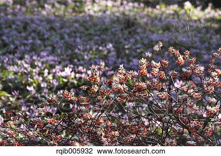 Oriental Paperbush View Large Photo Image Stock Image - Oriental Paperbush. Fotosearch