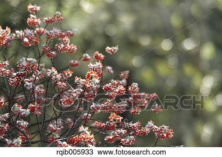 Stock Image - Oriental Paperbush. Fotosearch