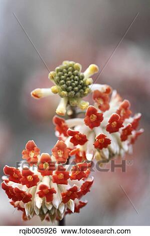 Oriental Paperbush View Large Photo Image Stock Photograph - Oriental Paperbush. Fotosearch