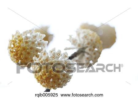 Stock Photography - Oriental Paperbush. Fotosearch