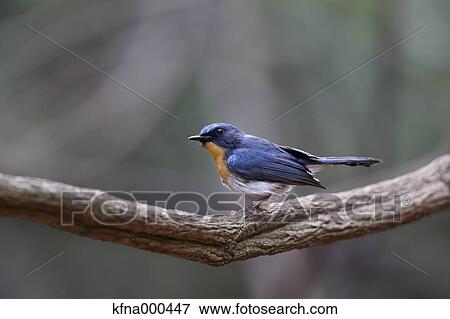 Pale Blue Flycatcher View Large Photo Image Stock Photo - Pale Blue Flycatcher. Fotosearch