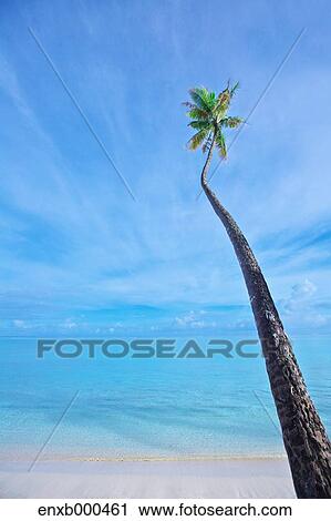 Palm tree and sky View Large Photo Image Stock Image - Palm tree and sky. Fotosearch