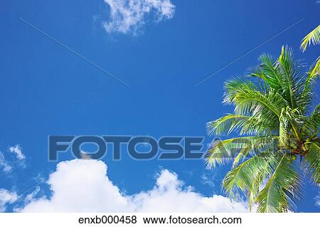 Stock Photo - Palm tree and sky. Fotosearch