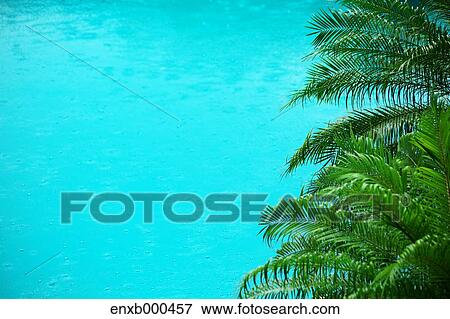 Stock Photo - Palm tree. Fotosearch