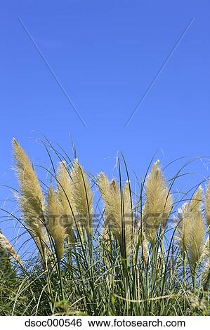 Pampas Grass View Large Photo Image Stock Photograph - Pampas Grass. Fotosearch