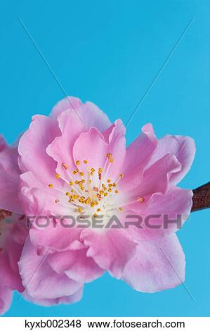 Stock Photo - Peach Blossom. Fotosearch