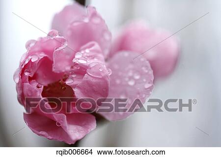 Picture - Peach flowers. Fotosearch