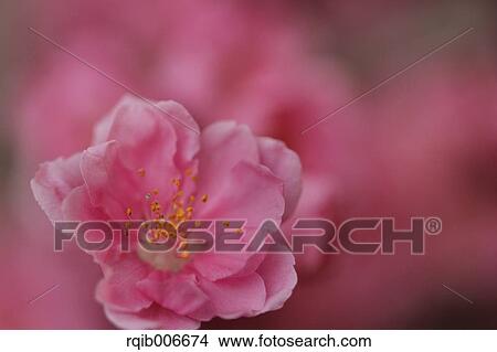 Picture - Peach flowers. Fotosearch