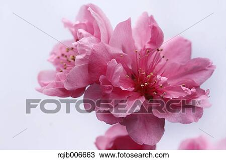 Stock Image - Peach flowers. Fotosearch