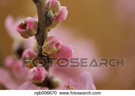 Peach flowers View Large Photo Image Stock Image - Peach flowers. Fotosearch
