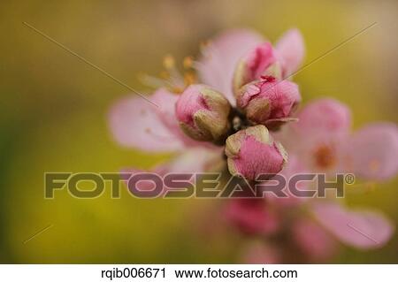 Peach flowers View Large Photo Image Stock Image - Peach flowers. Fotosearch