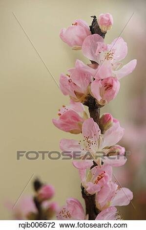 Peach flowers View Large Photo Image Stock Image - Peach flowers. Fotosearch