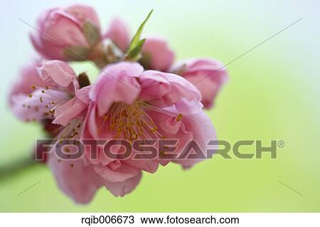 Stock Image - Peach flowers. Fotosearch