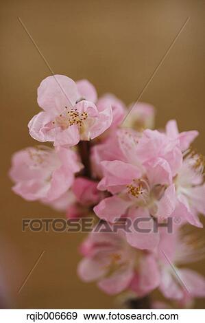 Peach flowers View Large Photo Image Stock Photo - Peach flowers. Fotosearch