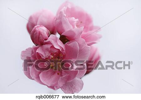 Peach flowers View Large Photo Image Stock Photo - Peach flowers. Fotosearch
