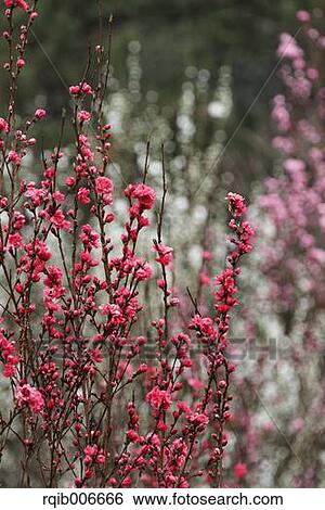 Stock Photograph - Peach flowers. Fotosearch