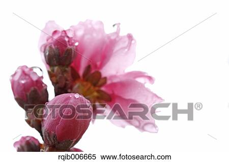Peach flowers View Large Photo Image Stock Photography - Peach flowers. Fotosearch