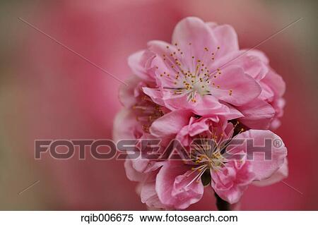 Peach flowers View Large Photo Image Stock Photography - Peach flowers. Fotosearch