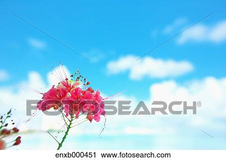 Peacock Flower View Large Photo Image Stock Image - Peacock Flower. Fotosearch
