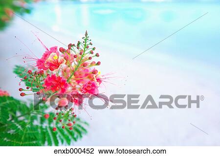 Stock Image - Peacock Flower. Fotosearch