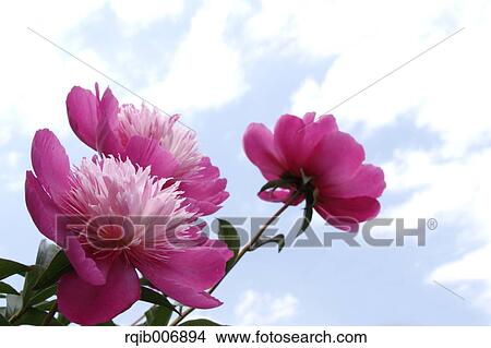 Picture - Peony. Fotosearch