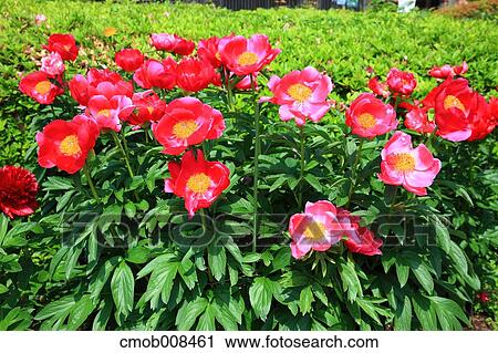 Peony View Large Photo Image Stock Image - Peony. Fotosearch