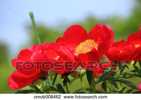 Peony View Large Photo Image Stock Image - Peony. Fotosearch