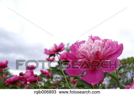 Peony View Large Photo Image Stock Image - Peony. Fotosearch