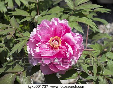 Peony View Large Photo Image Stock Photo - Peony. Fotosearch