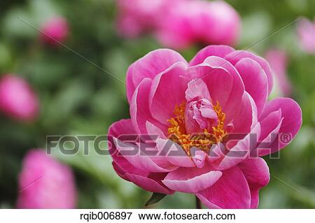 Peony View Large Photo Image Stock Photo - Peony. Fotosearch